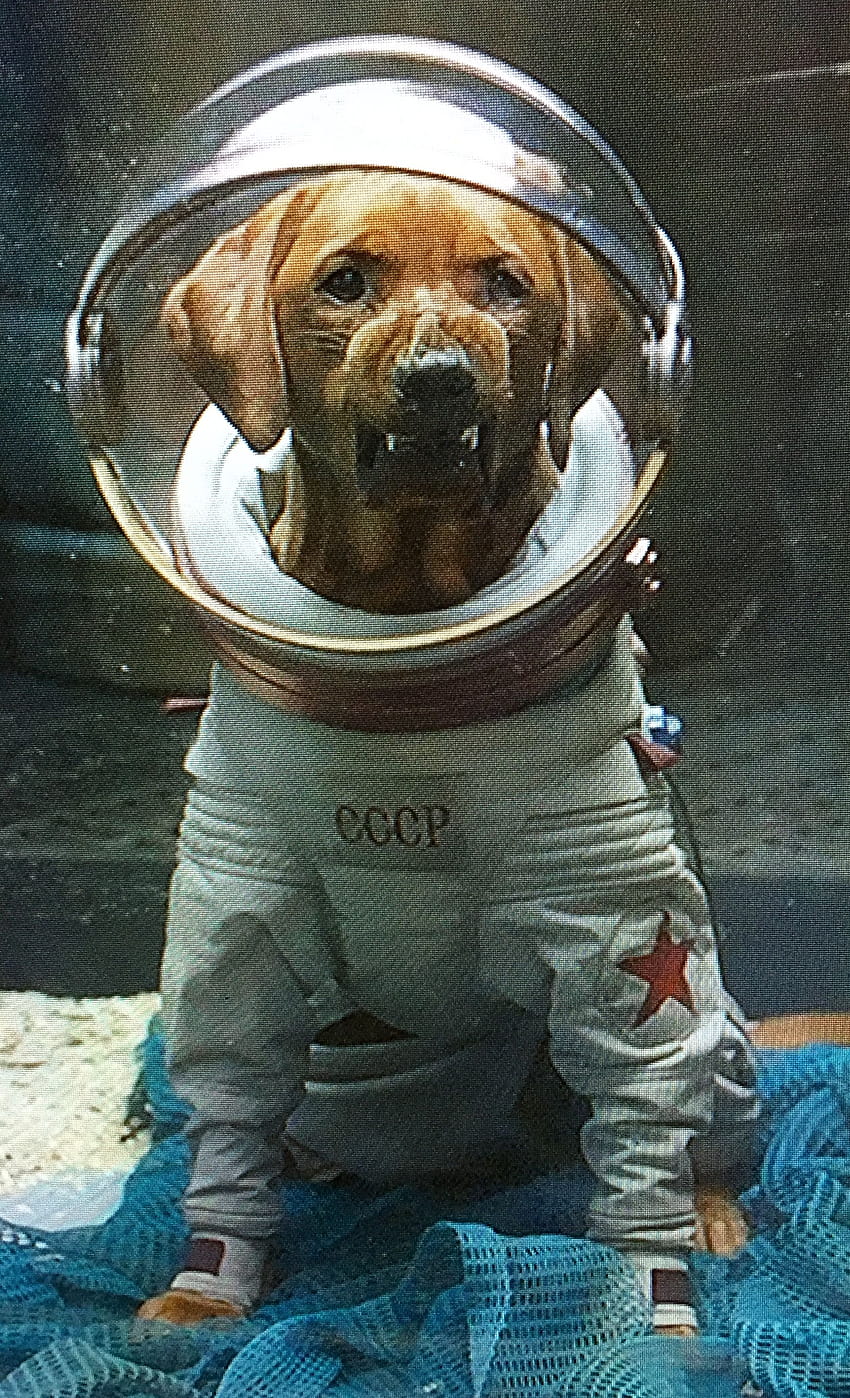 Cosmo der Weltraumhund. Eingeführt im Film von 2014, Cosmo the Spacedog Marvel HD-Handy-Hintergrundbild