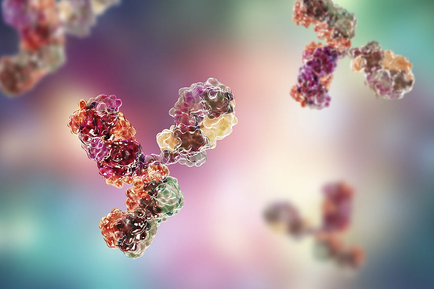 Eine Einführung in die Funktionsweise des Immunsystems, Immunität HD-Hintergrundbild
