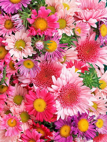 Real flowers HD wallpapers | Pxfuel