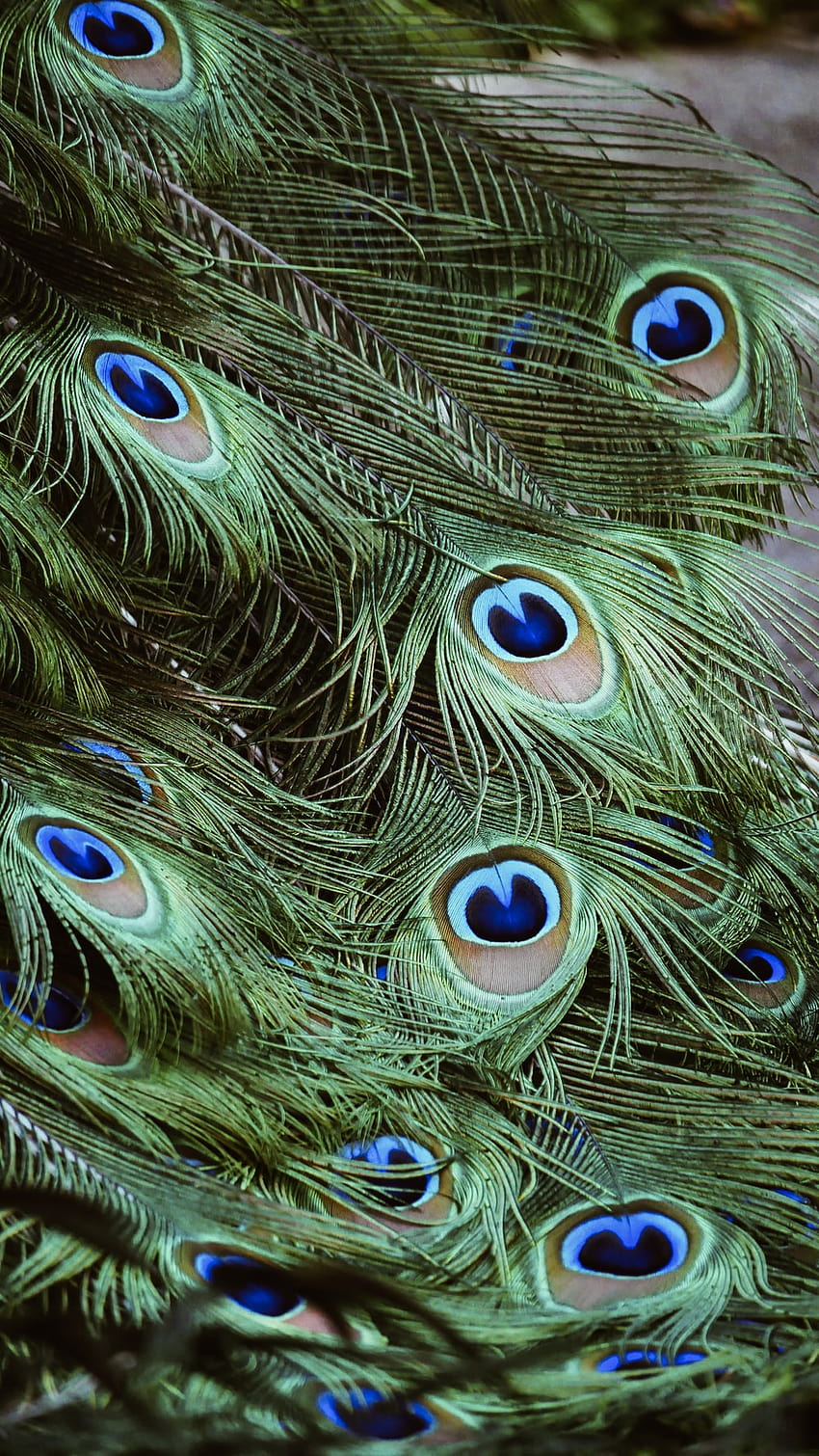iphone krishna peacock feather HD phone wallpaper