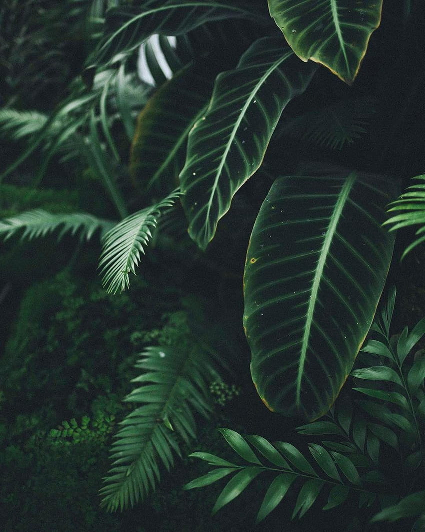 5 Plants, green aesthetic HD phone wallpaper | Pxfuel