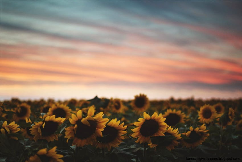 Sunflowers Tumblr, tumblr horizontal HD wallpaper