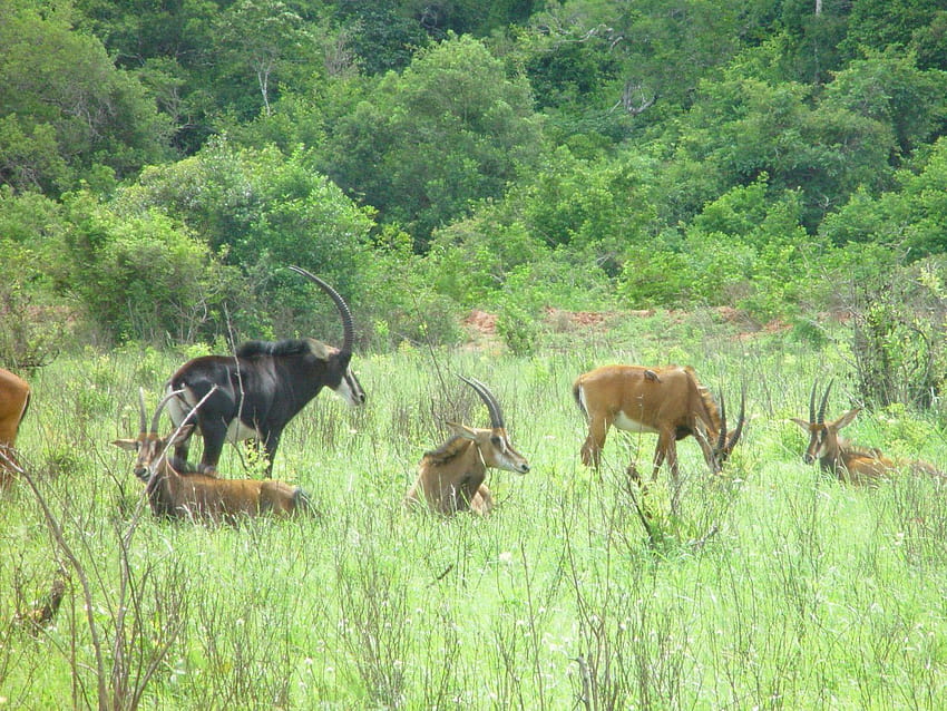 One Day Shimba Hills National Reserve Trip HD wallpaper | Pxfuel