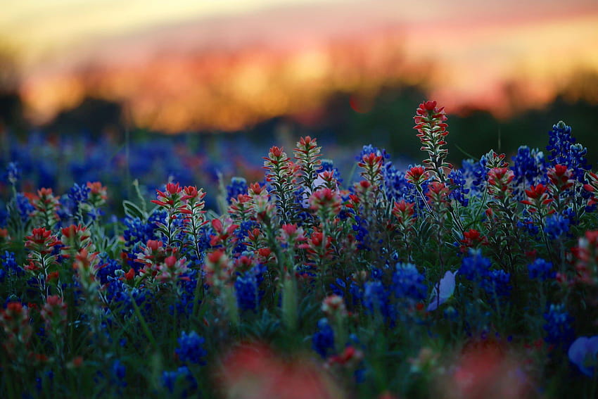 Merah dan Biru, kuas cat indian pedesaan bukit texas Wallpaper HD