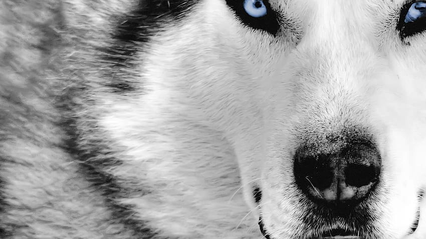 : animals, snow, winter, closeup, nose, Siberian Husky, black and white, monochrome graphy, vertebrate, close up, snout, dog like mammal, dog breed group 1920x1080 HD wallpaper