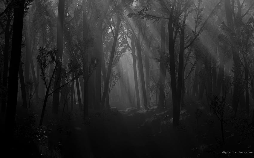 Dunkles Schwarz-Weiß, gruselige Wälder HD-Hintergrundbild