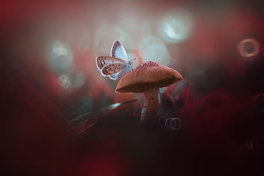 Https://wallhaven.cc/w/vg18d8, mushroom animals HD wallpaper | Pxfuel