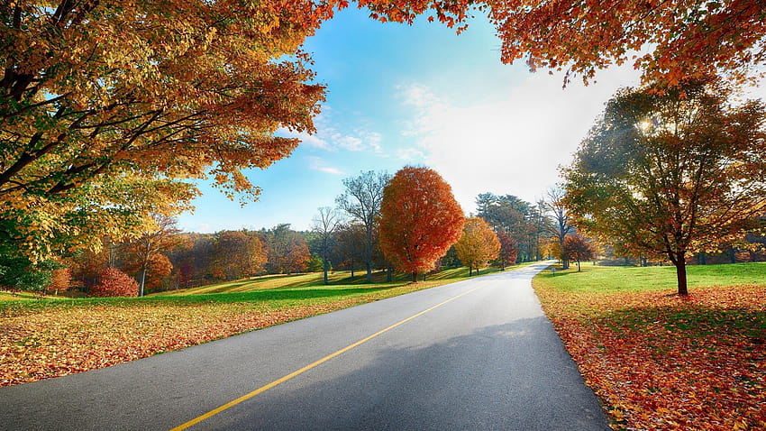 Landscapes nature trees autumn roadway, autumn 2560x1440 HD wallpaper
