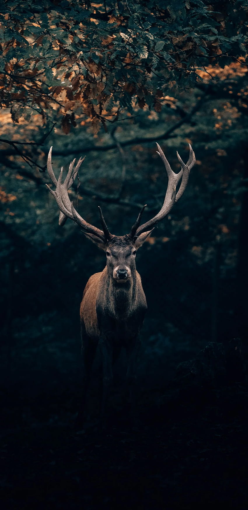 Deer, portrait, big horns, animal , 1440x2960, big deer HD phone wallpaper