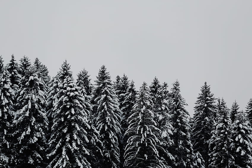 510138 5760x3840 christmas, black and white, ice, monochrome, white, snow, PNG , background, nature, winter, forest, frost, tree, pinetree, woodland, cold, plant, ze, winter white tree HD wallpaper