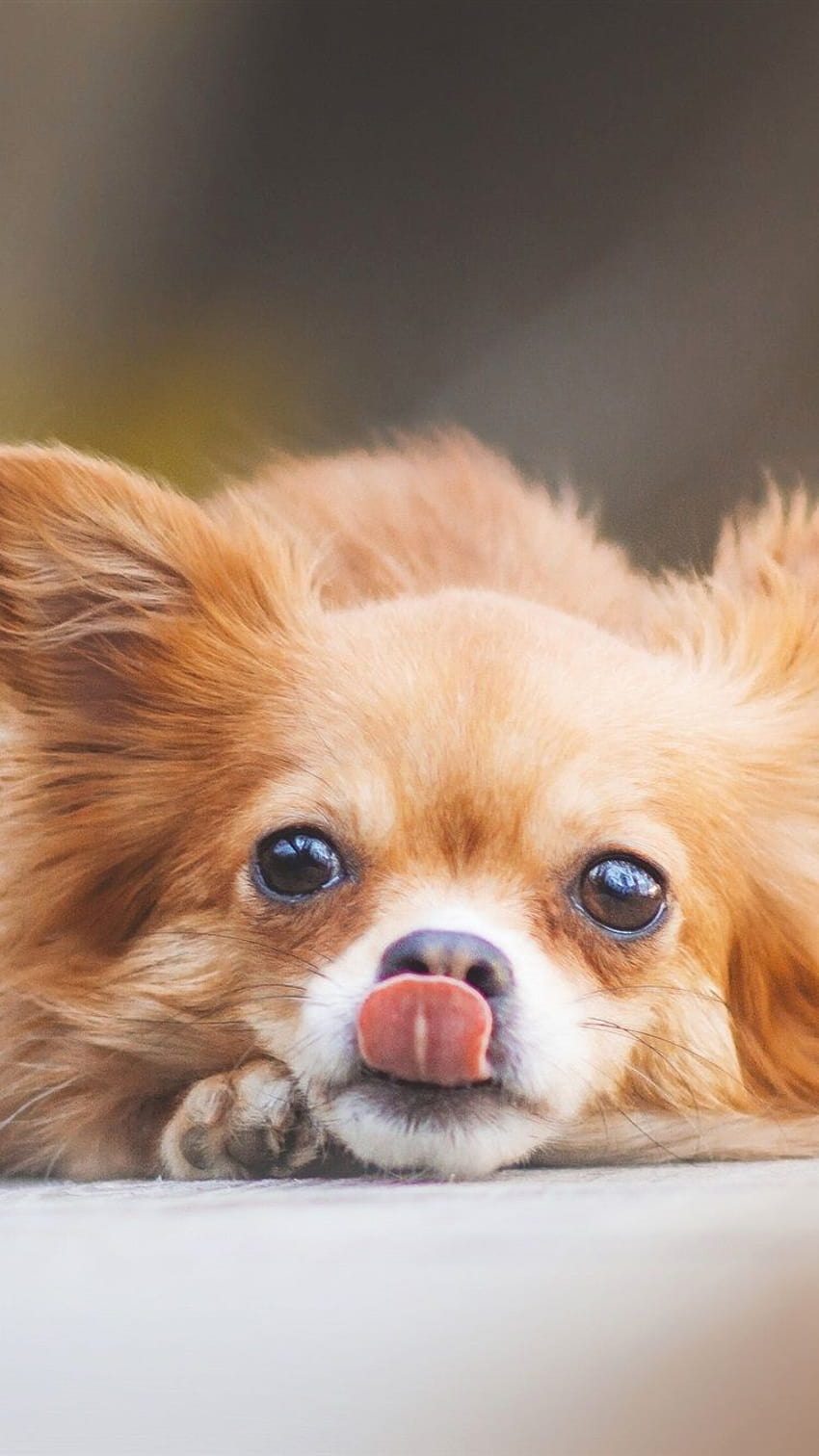 Cute Chihuahua Dog on Sofa · Free Stock Photo