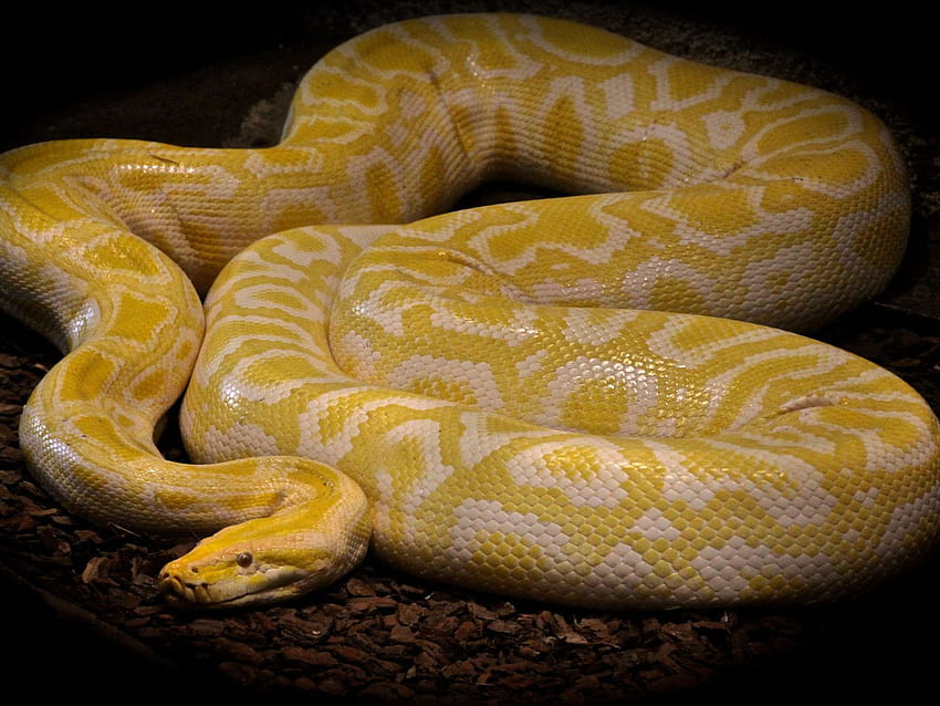 Animals Reptilien Ball Pythons Python Of Bruma Colored Snake With Yellow And White Ultra Tv For Laptop Tablet And Mobile Phones 3840x2400 : 13, python snake HD wallpaper