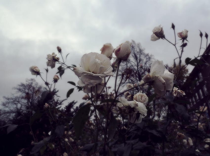Fleurs mortes sur chien, fleurs fanées Fond d'écran HD
