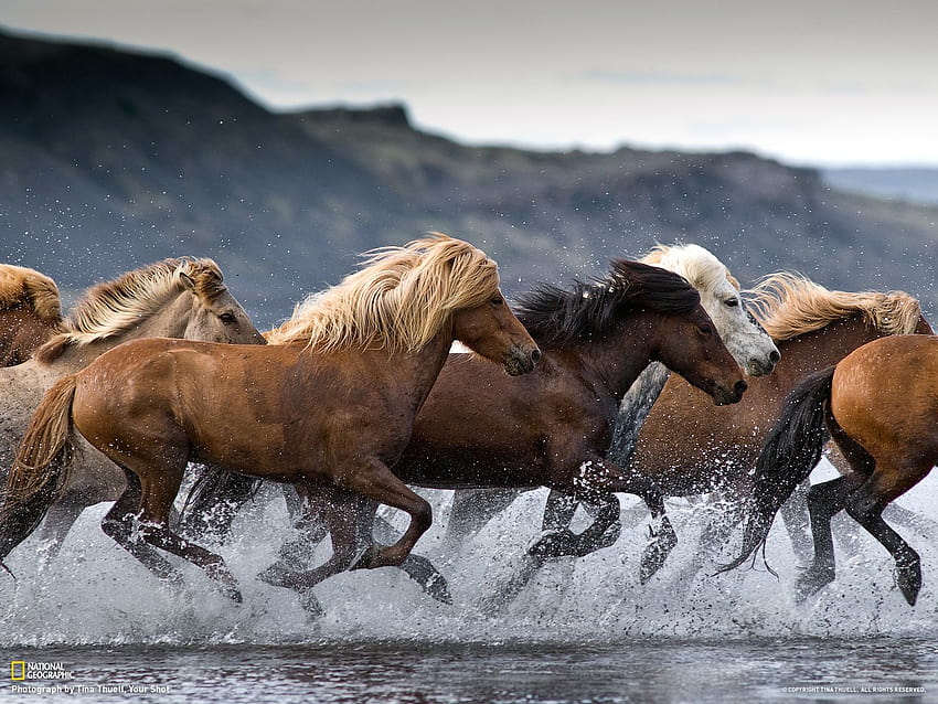 Исландският кон е единствената порода коне в Исландия. Описание от iceland24blog. Търсих това в bing…, зимен езерен кон HD тапет