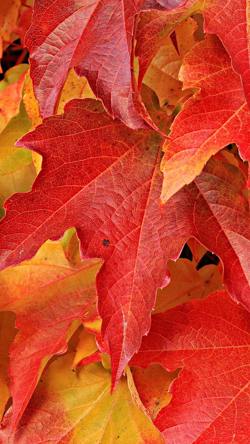 단풍잎, 단풍잎은 아름다운 빨간 애니메이션을 남깁니다. HD 전화 배경 화면