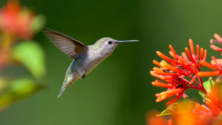 Zone 9 Hummingbird Plants: How To Attract Hummingbirds In Zone 9 ...