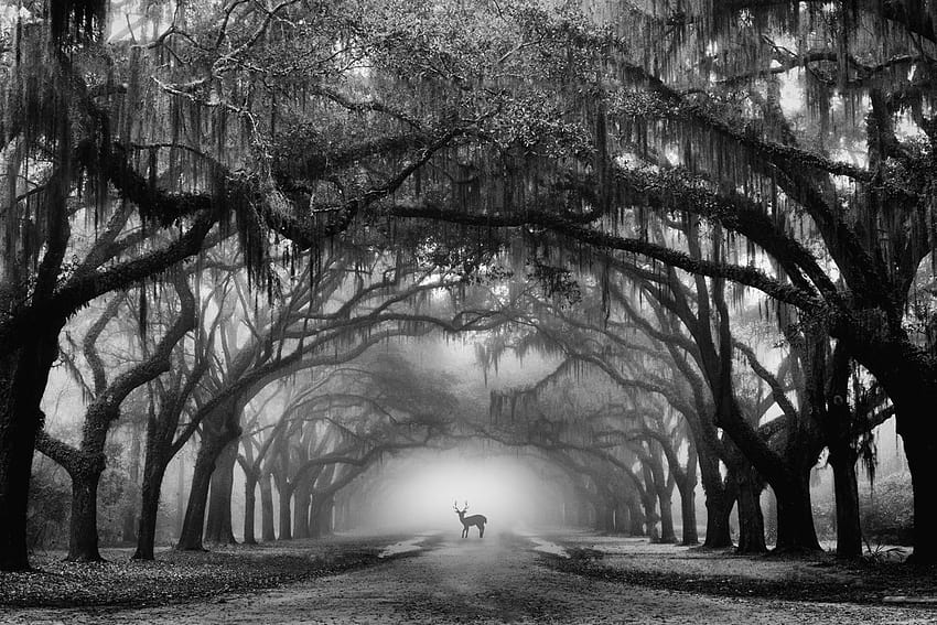 Pin on Vintage passion, wormsloe HD wallpaper