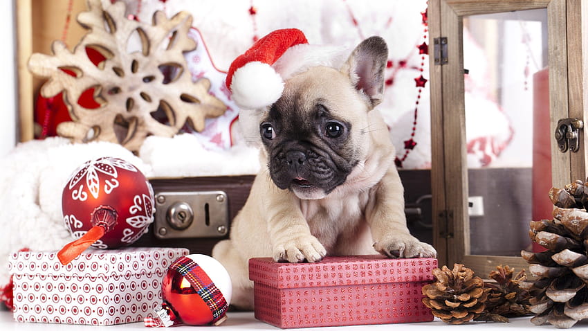 puppy, cute animals, Christmas, New Year, Holidays, vacation puppys HD wallpaper