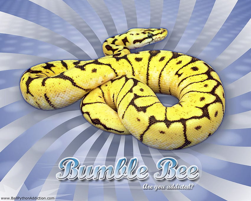 Bumble Bee Vertigo Series Ball Python Morph 1280x1024 HD wallpaper