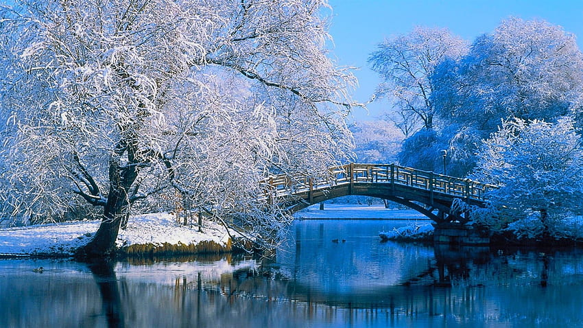 Nature winter HD wallpaper | Pxfuel