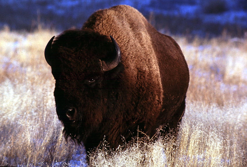 Bison Bull At Wind Cave National Park HD wallpaper