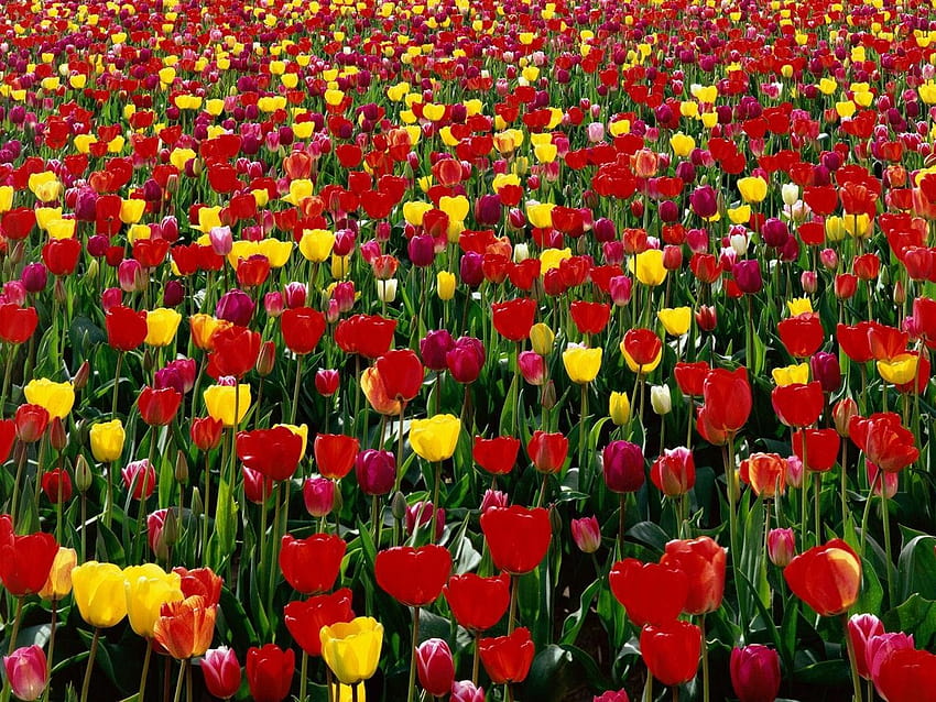 1280x960 tulipani, fiori, primavera rossa, gialla, brillante, rossa Sfondo HD