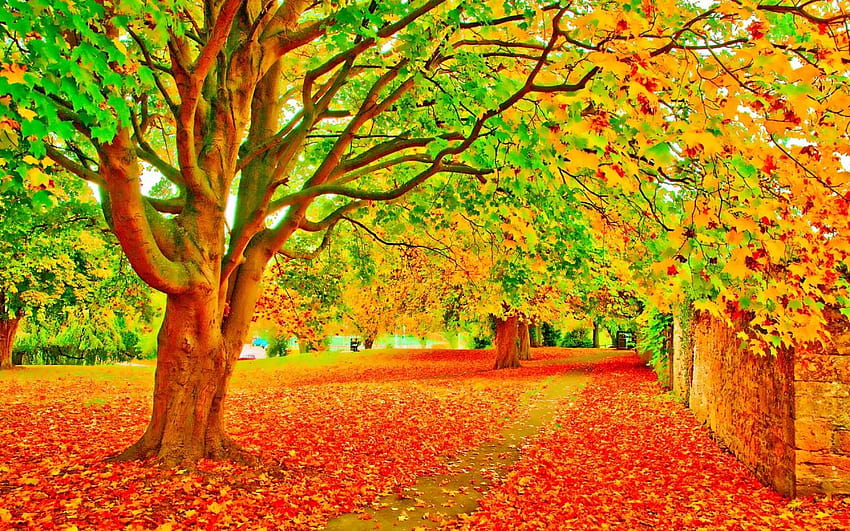 Bright Autumn Foliage Way Wall HD wallpaper