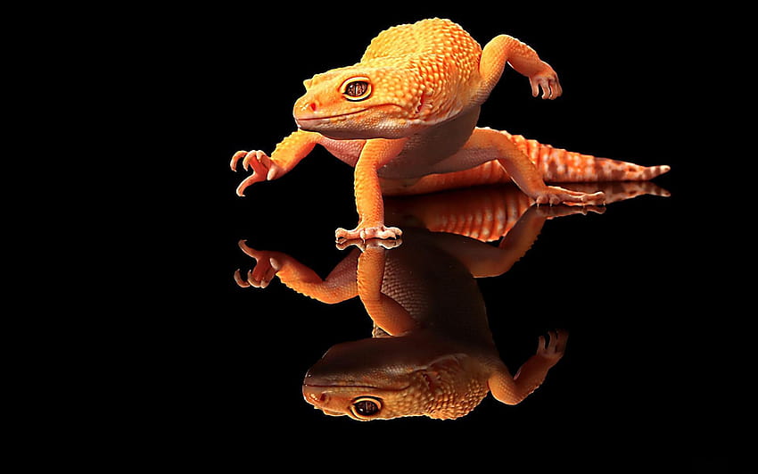 crested geckos HD wallpaper