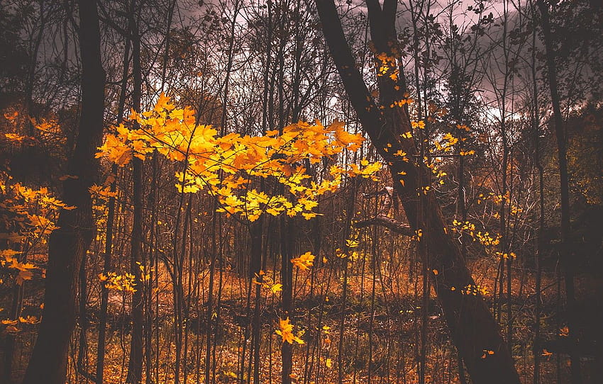 autumn, leaves, cloudy, woodland , section природа, woodland autumn HD wallpaper