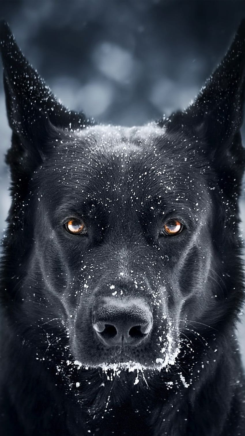 Olhares de cachorro, pastor alemão preto azeviche Papel de parede de celular HD