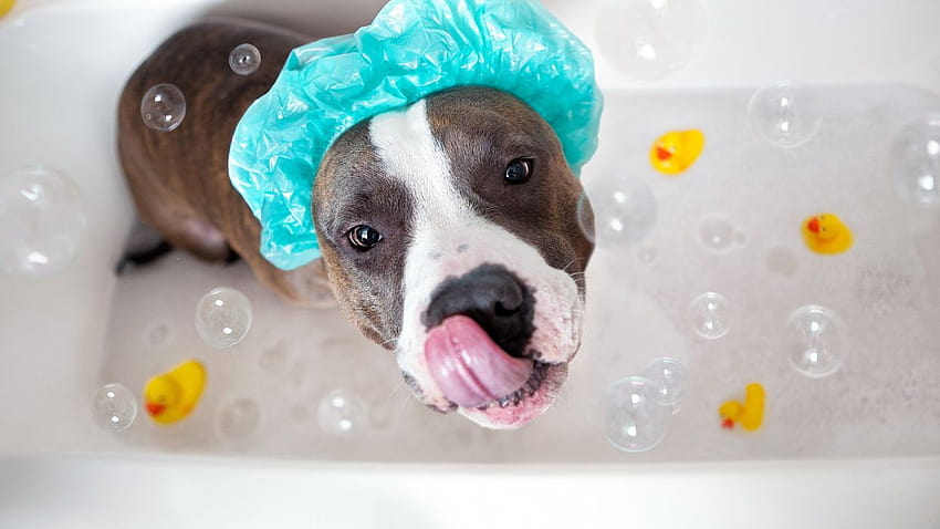 Bath dog, dog bath HD wallpaper
