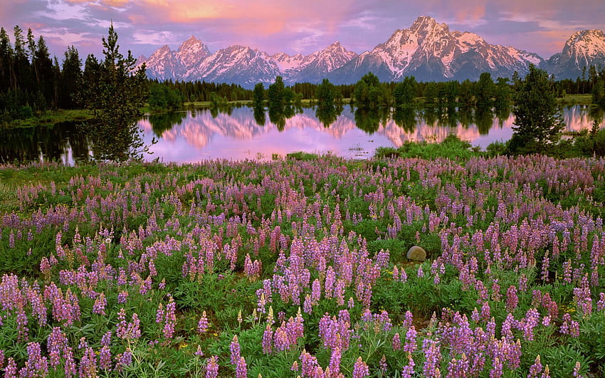 Mountains, lake, pink flowers, meadow, fields, water, flower meadow and sunset HD wallpaper