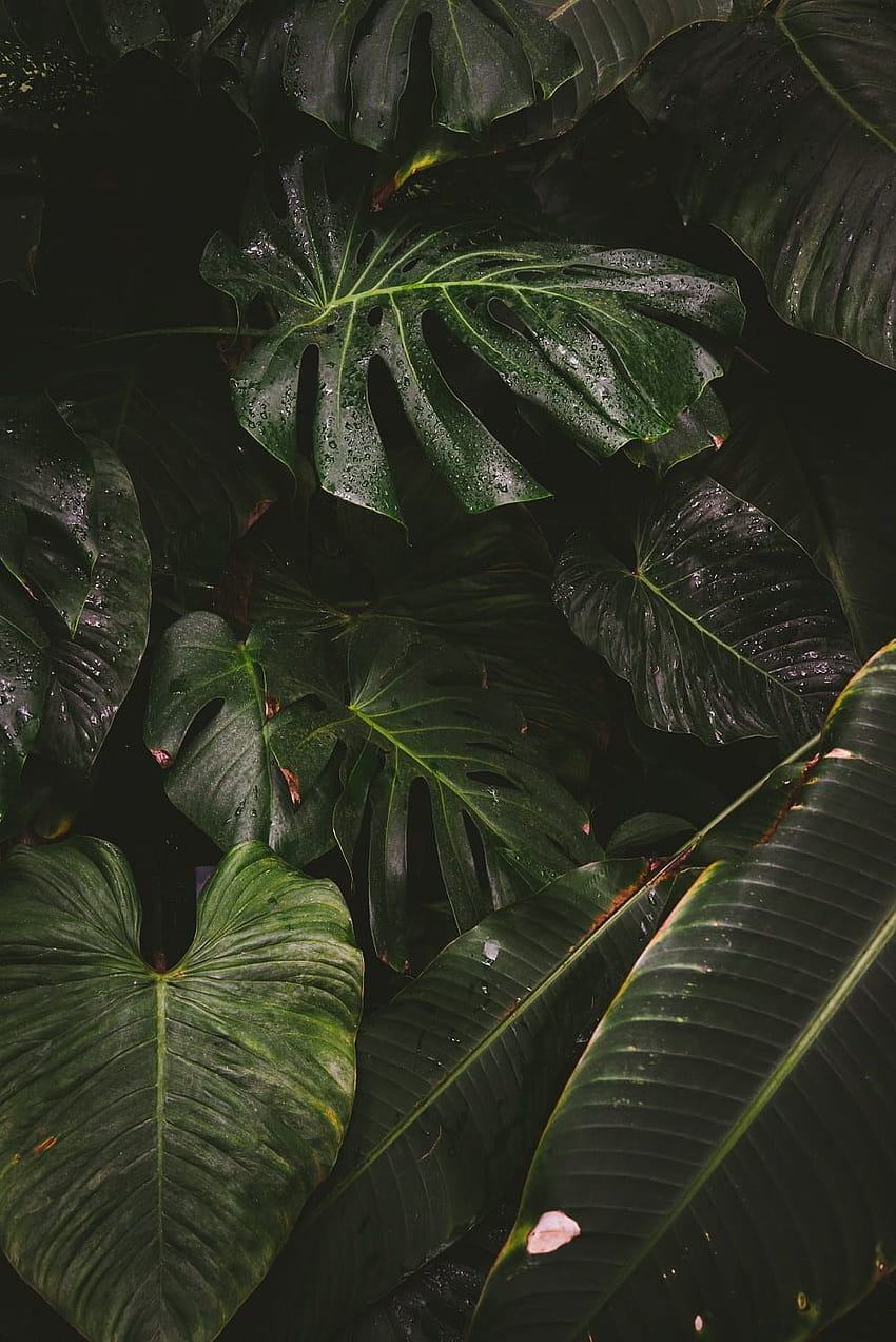 植物園と熱帯植物 グラフィティ、植物学 HD電話の壁紙