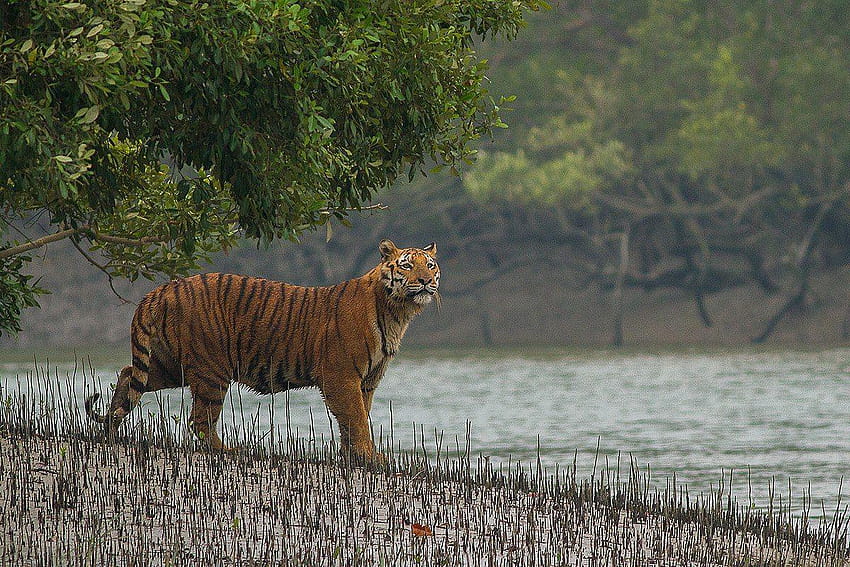 Sundarban อุทยานแห่งชาติซันเดอร์แบน วอลล์เปเปอร์ HD