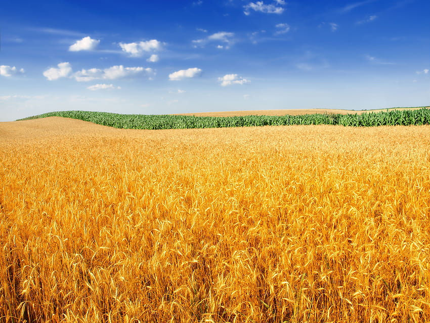campo de trigo, paisaje, cultivo, granja, naturaleza, cultivos fondo de pantalla
