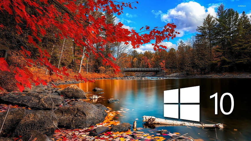 Autumn in the forest Wide, autumn windows 10 HD wallpaper