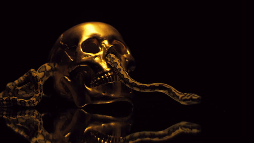 Golden Skull Stock Photo  Download Image Now  Gold  Metal Gold Colored  Human Skull  iStock