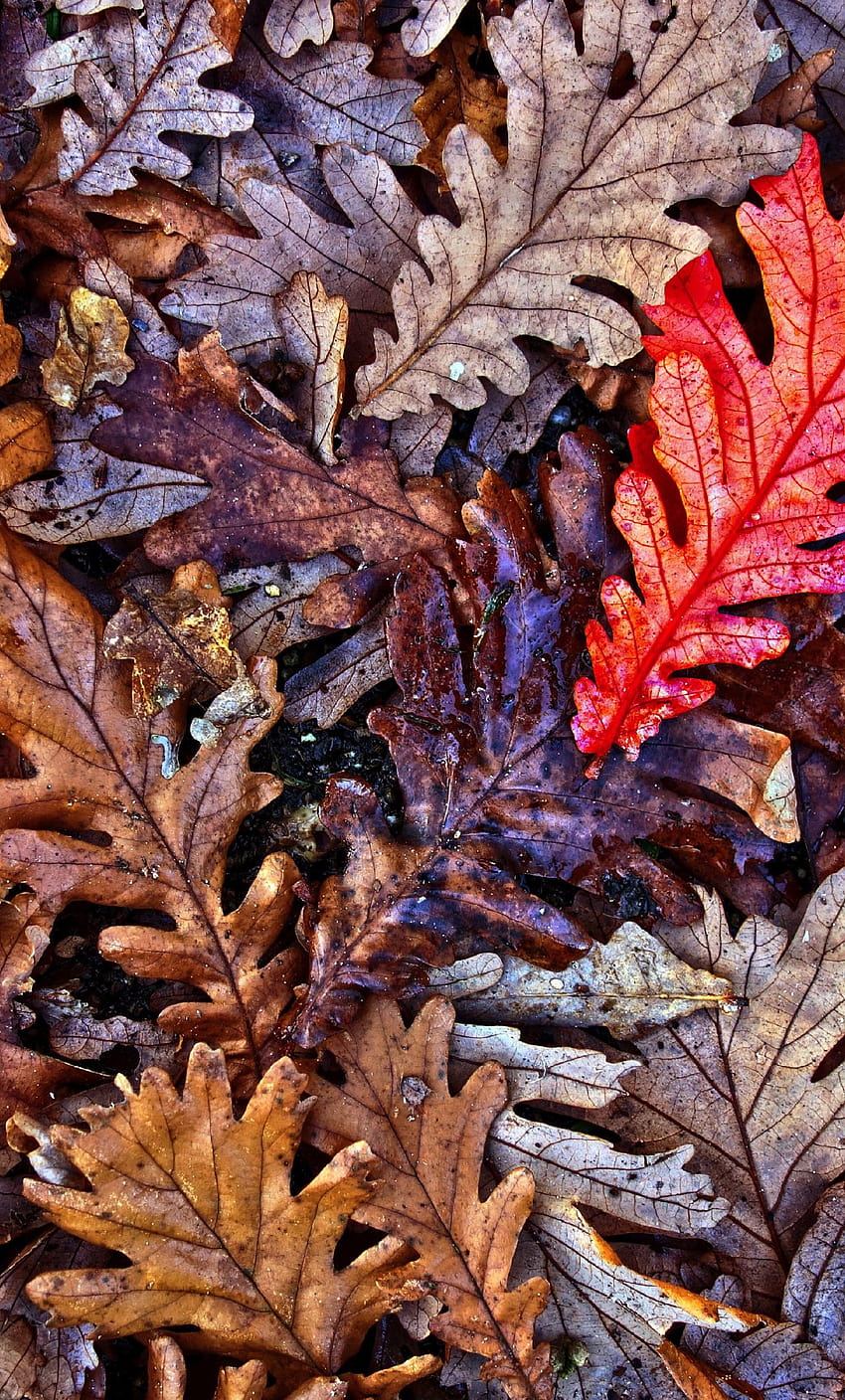 Oak Leaves, Fall, Autumn, , Background, B9025a HD phone wallpaper