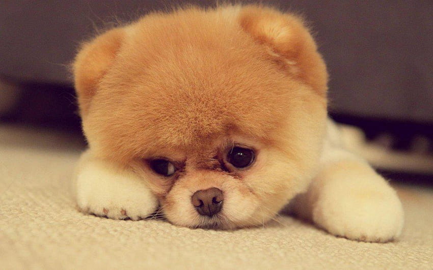Cute dog face, fluffy dogs HD wallpaper
