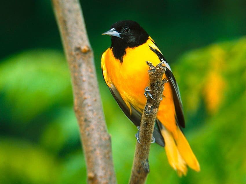 Bird Yellow, yellow bird HD wallpaper | Pxfuel