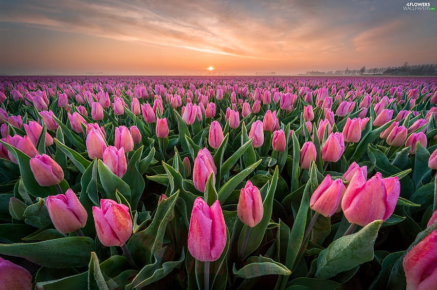 Pink, Sunrise, plantation, Tulips, tulips plantation HD wallpaper