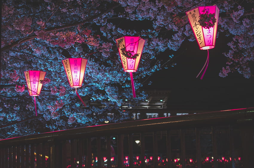 2560x1700 Japonya Gecesi Kiraz Çiçeği Ağaçları Fener Parlayan Gece Chromebook Pixel , Backgrounds and, pixel night HD duvar kağıdı