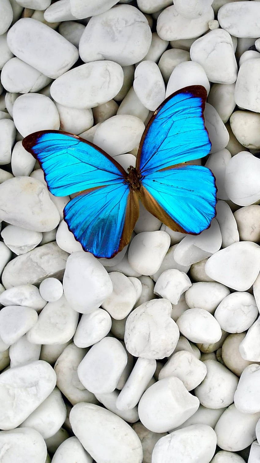 Butterfly iPhone, aesthetic blue butterfly HD phone wallpaper