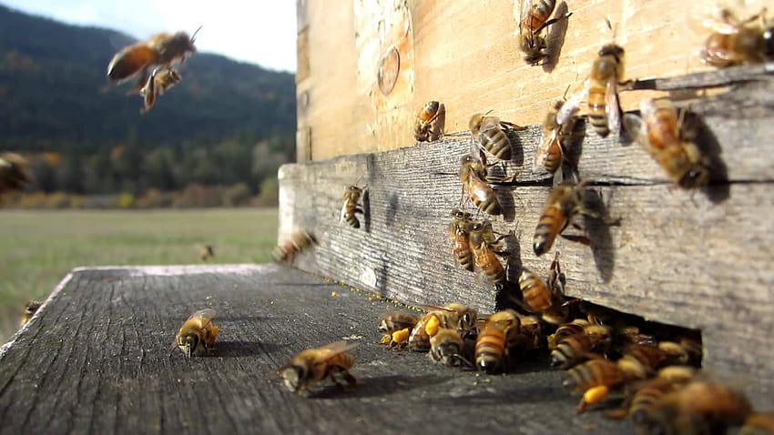 Bienenhaus, Imkerei HD-Hintergrundbild
