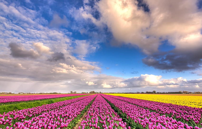 field, clouds, flowers, blue, beauty, positive, lavender fields netherlands HD wallpaper