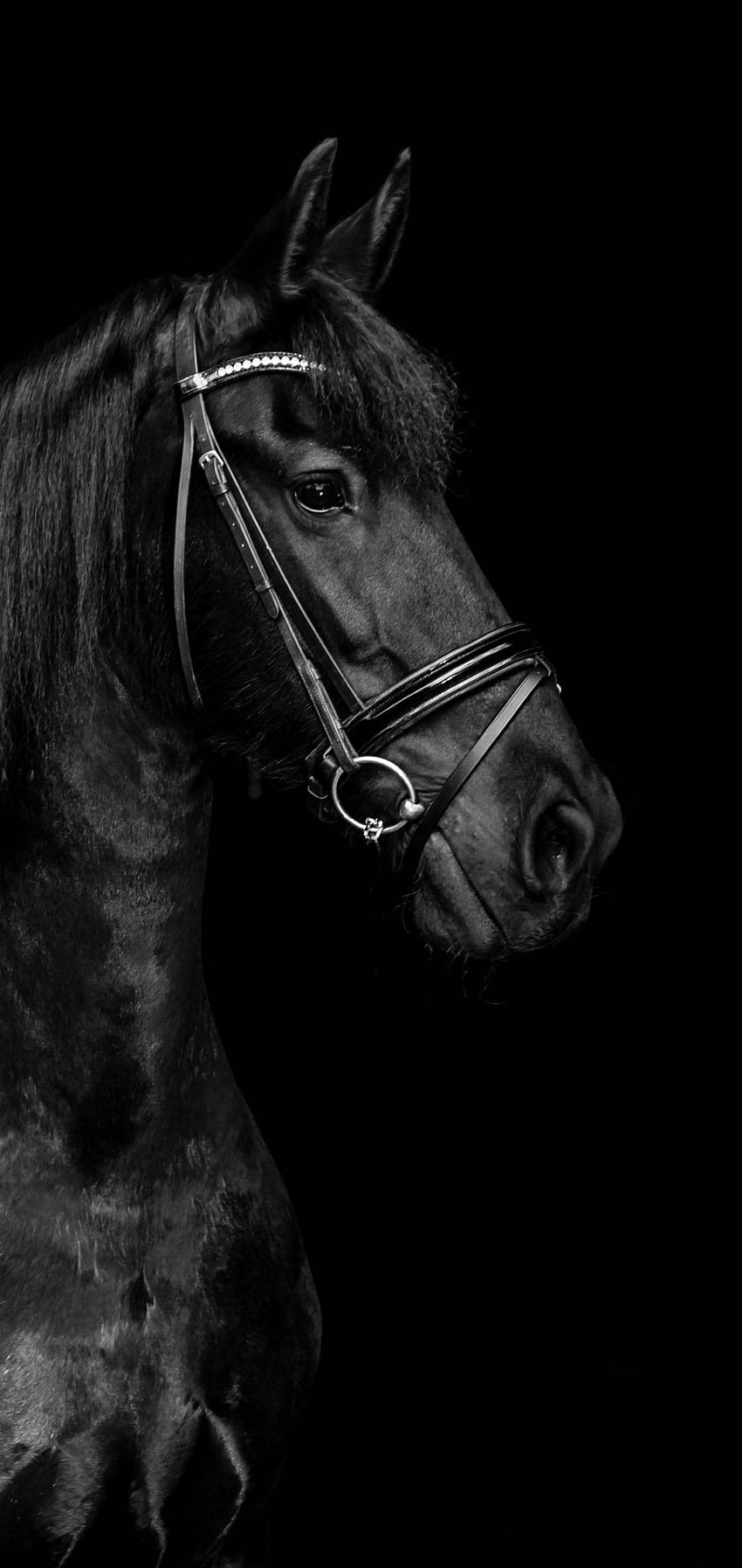 Czarny koń, czarny ogier Tapeta na telefon HD
