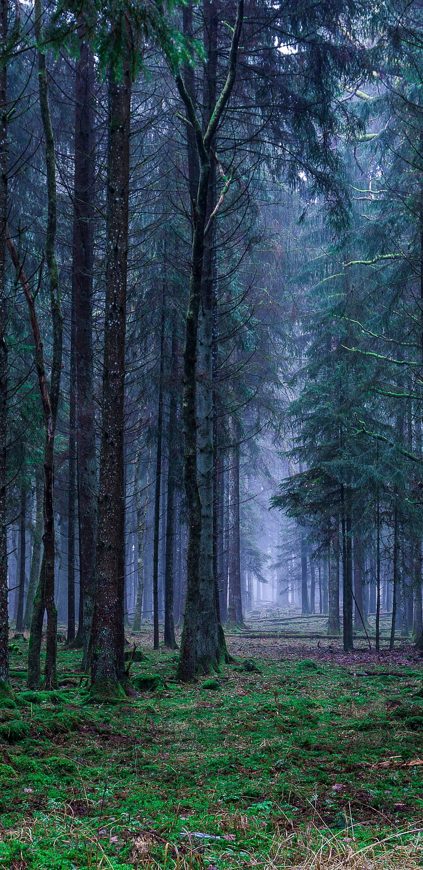 1440x2960 Forest, Grass, Fog, Trees, Foliage for Samsung Galaxy S9, Note 9, S8, S8+, Google Pixel 3 XL HD phone wallpaper