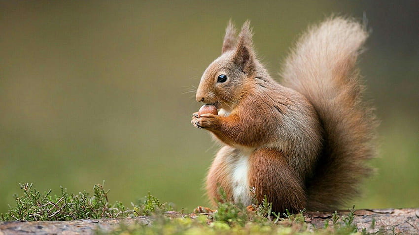5 Christmas Squirrel, fairy and squirrel HD wallpaper