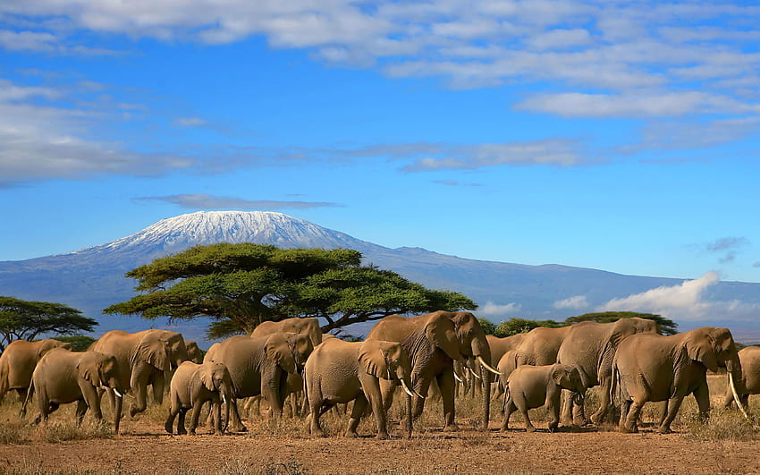 Elephants Herd Tree Mount Kilimanjaro, Kenya Красива група слонове HD тапет