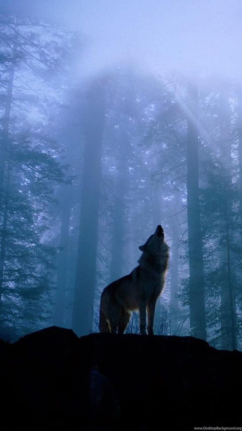 Tiếng hú của con sói là âm điệu hoang dã và mạnh mẽ, đầy nghĩa khí của tự do. Bức ảnh về con sói thoi thóp sẽ đưa bạn vào một thế giới hoang dã đầy ma mị và đầy thử thách. Hãy thử đối mặt với bức ảnh đầy ma lực này.
